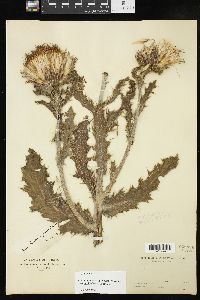 Cirsium pumilum var. hillii image