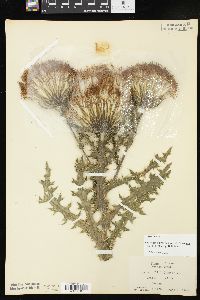 Cirsium pumilum var. hillii image