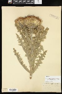 Cirsium pumilum var. hillii image