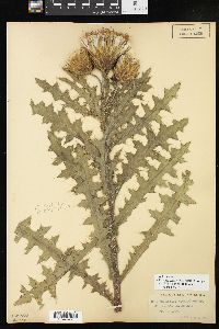 Cirsium pumilum var. hillii image