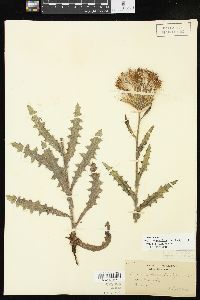 Cirsium pumilum image