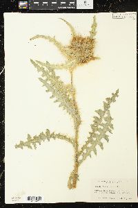 Cirsium hookerianum image