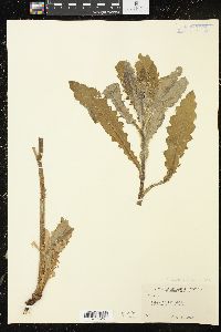Cirsium hookerianum image