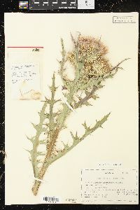 Cirsium horridulum image