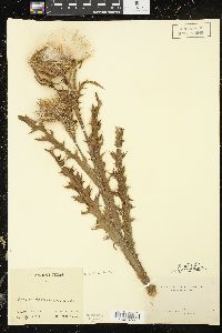 Cirsium horridulum image