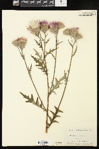 Cirsium muticum image