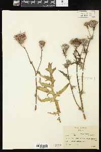 Cirsium muticum image