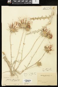 Cirsium occidentale image