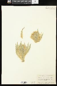 Cirsium scariosum image