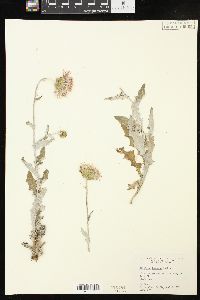 Cirsium texanum image