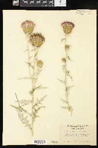 Cirsium undulatum image