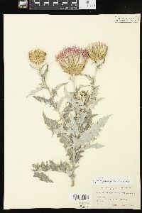 Cirsium undulatum image