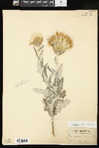 Cirsium undulatum image