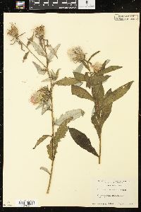 Cirsium altissimum image