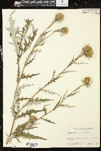 Cirsium discolor image