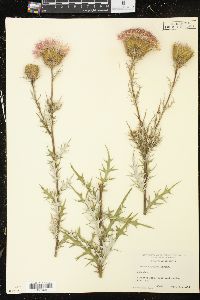 Cirsium discolor image