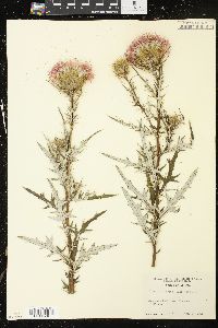 Cirsium discolor image