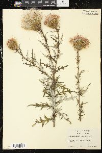 Cirsium discolor image