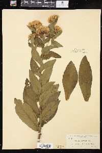 Pluchea longifolia image