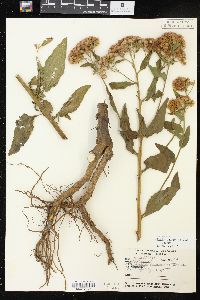 Pluchea odorata var. odorata image