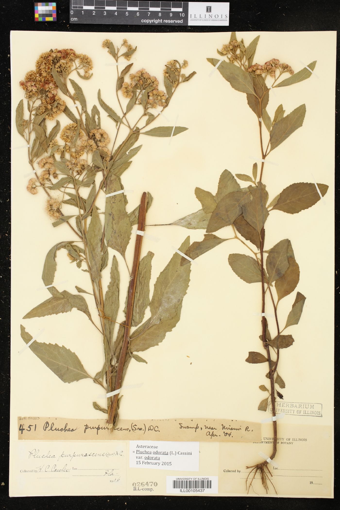 Pluchea odorata var. odorata image