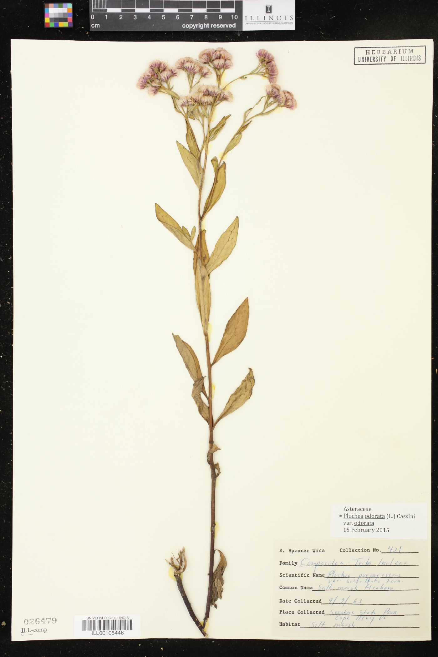 Pluchea odorata var. odorata image