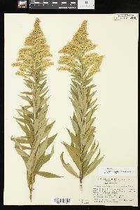 Solidago altissima subsp. altissima image