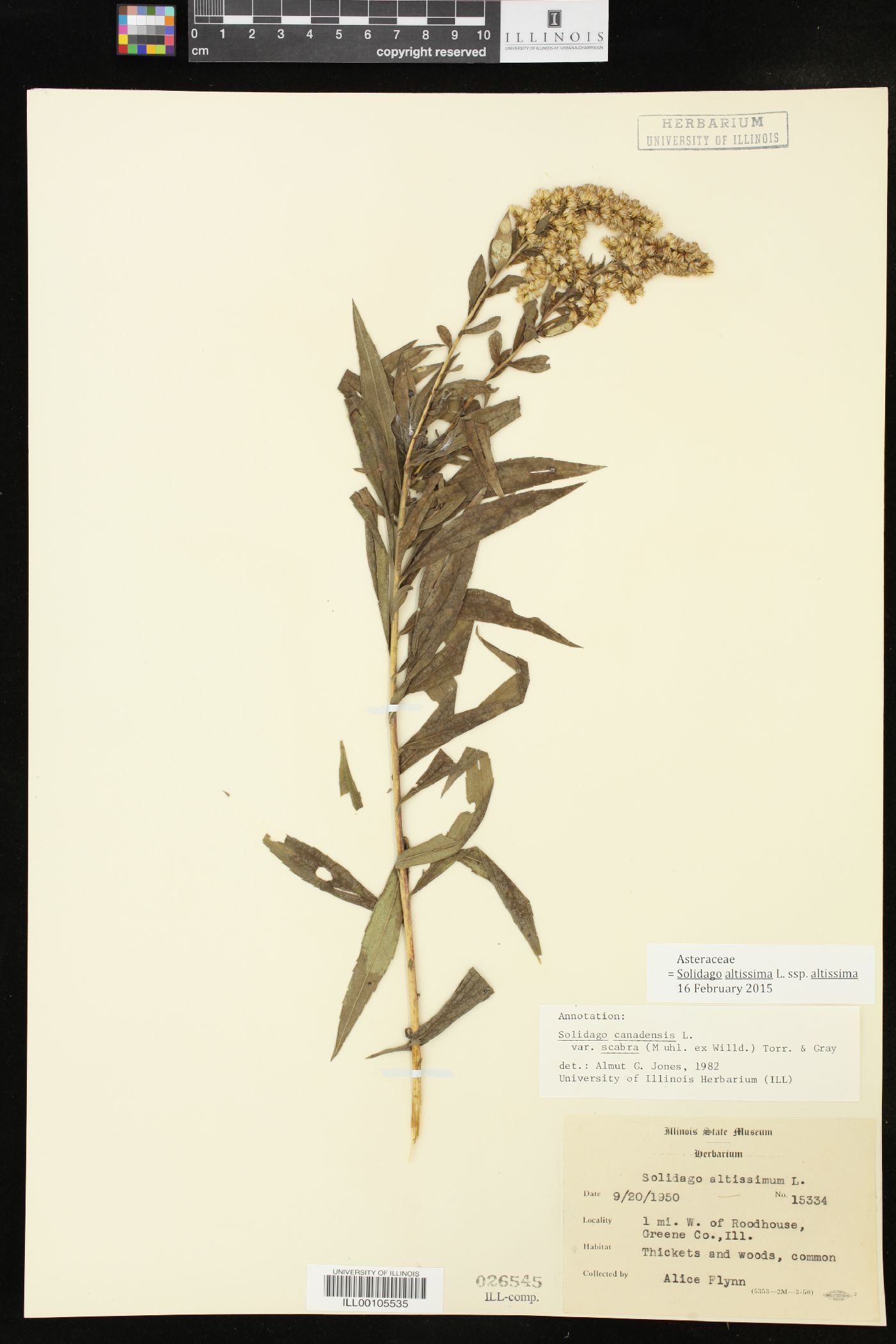 Solidago altissima subsp. altissima image