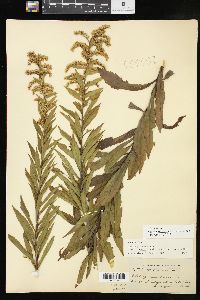 Solidago altissima subsp. altissima image