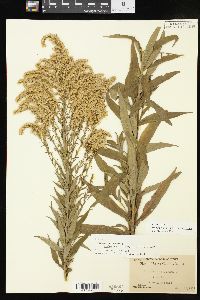 Solidago altissima subsp. altissima image