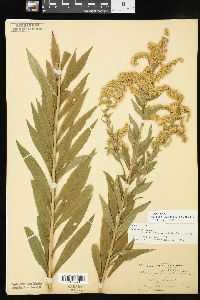 Solidago altissima subsp. altissima image