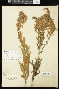 Solidago altissima subsp. altissima image