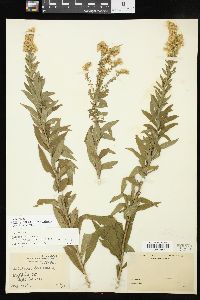 Solidago altissima subsp. altissima image