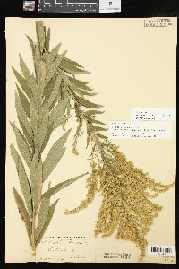 Solidago altissima subsp. altissima image