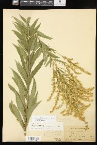 Solidago altissima subsp. altissima image