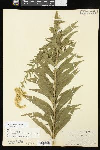 Solidago altissima subsp. altissima image