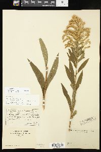 Solidago altissima subsp. altissima image