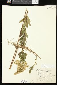 Solidago altissima subsp. altissima image