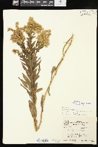 Solidago altissima subsp. altissima image