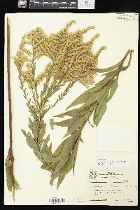 Solidago altissima subsp. altissima image