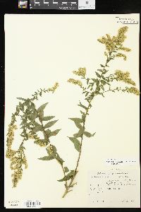 Solidago altissima subsp. altissima image