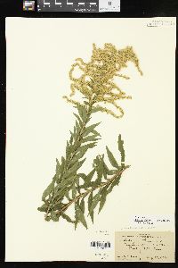 Solidago altissima subsp. altissima image