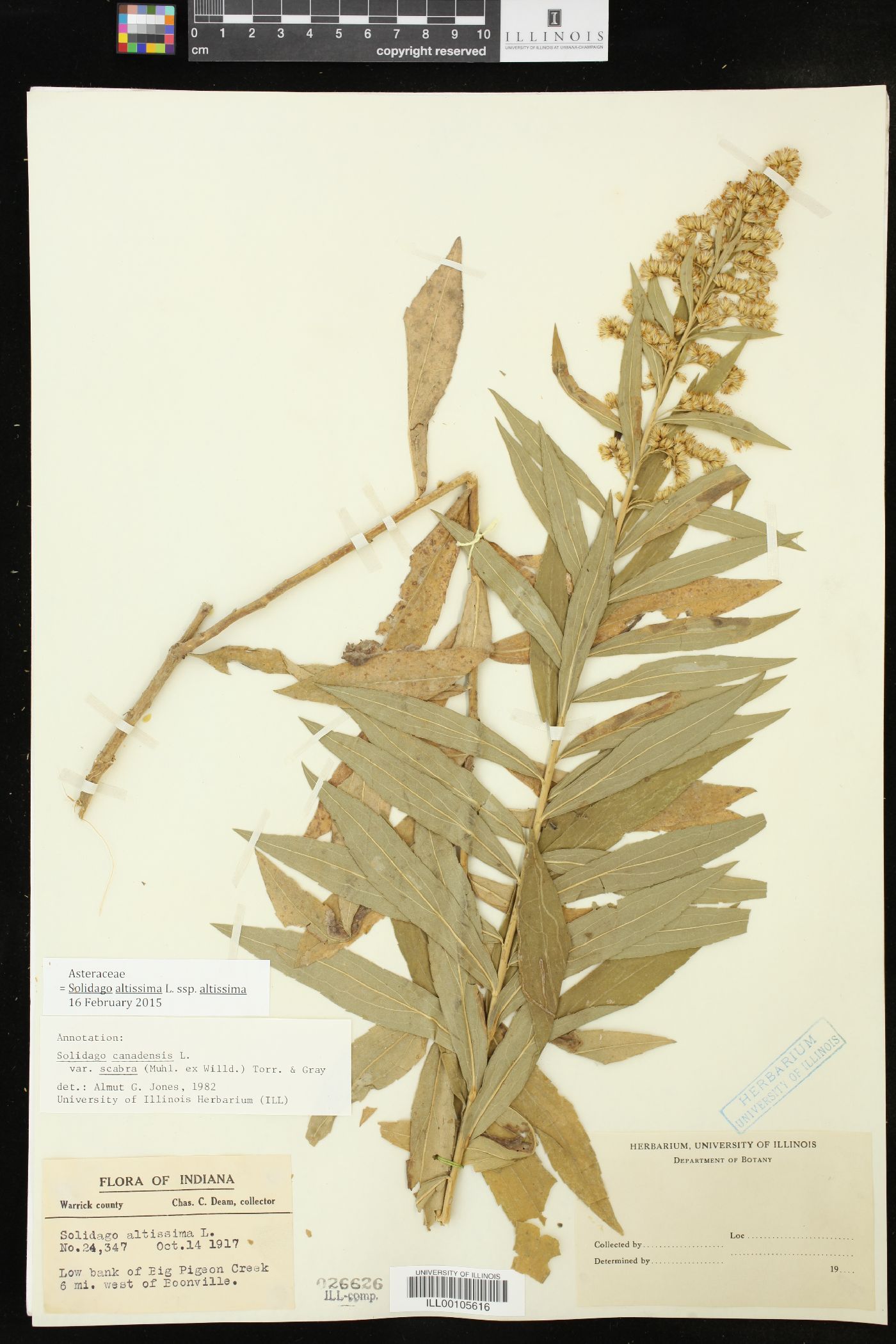 Solidago altissima subsp. altissima image