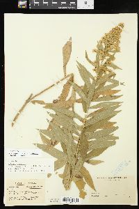 Solidago altissima subsp. altissima image