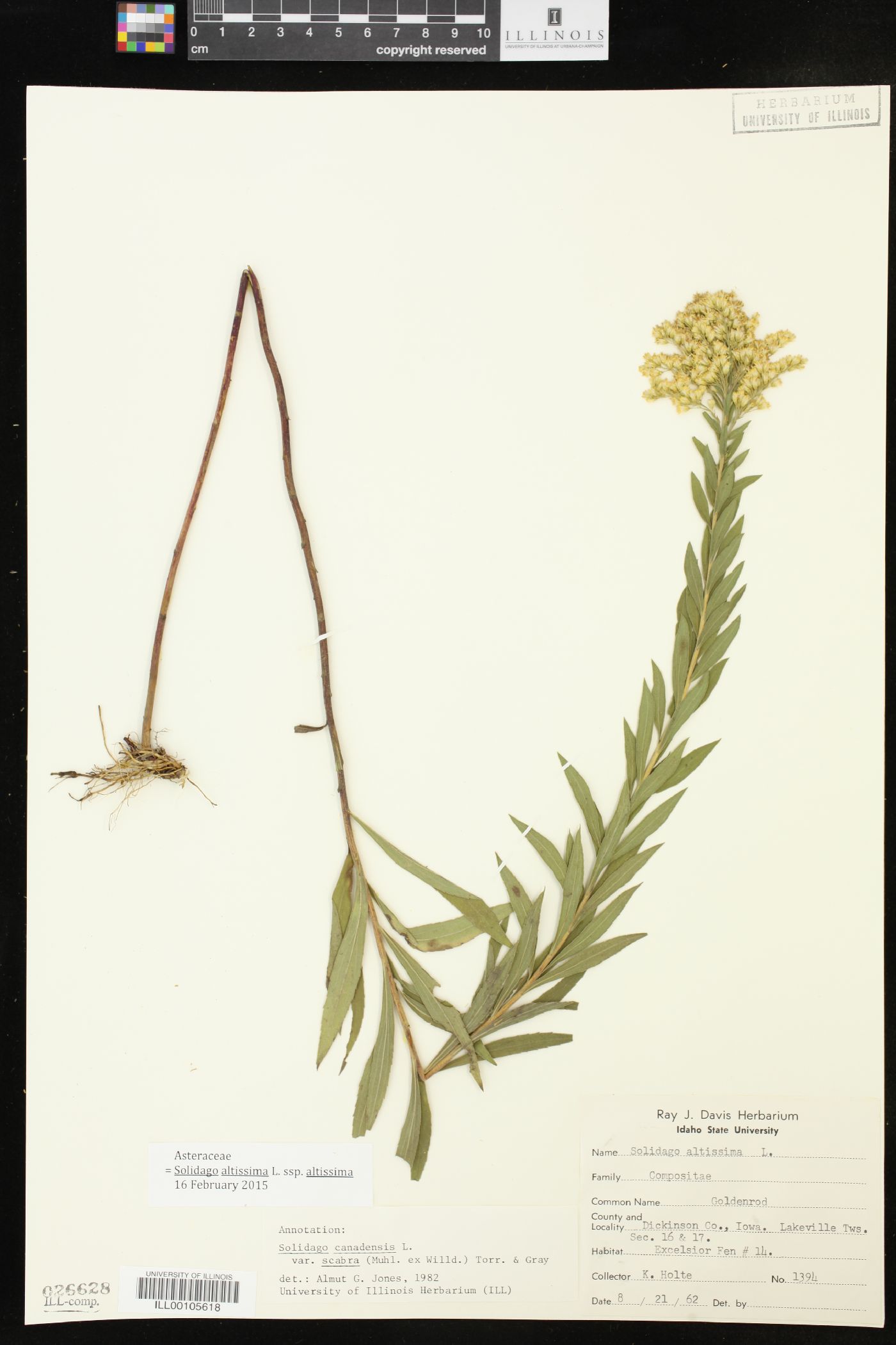 Solidago altissima subsp. altissima image