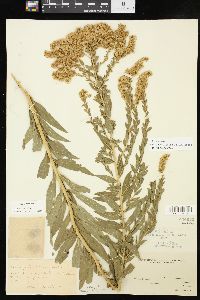 Solidago altissima subsp. altissima image