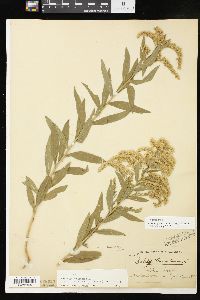 Solidago altissima subsp. altissima image