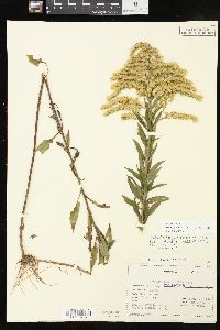 Solidago altissima subsp. altissima image