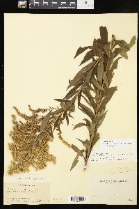 Solidago altissima subsp. altissima image