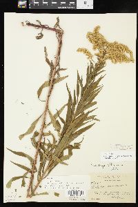 Solidago altissima subsp. altissima image